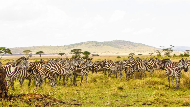 Serengeti Luxury Safari, 3 Days